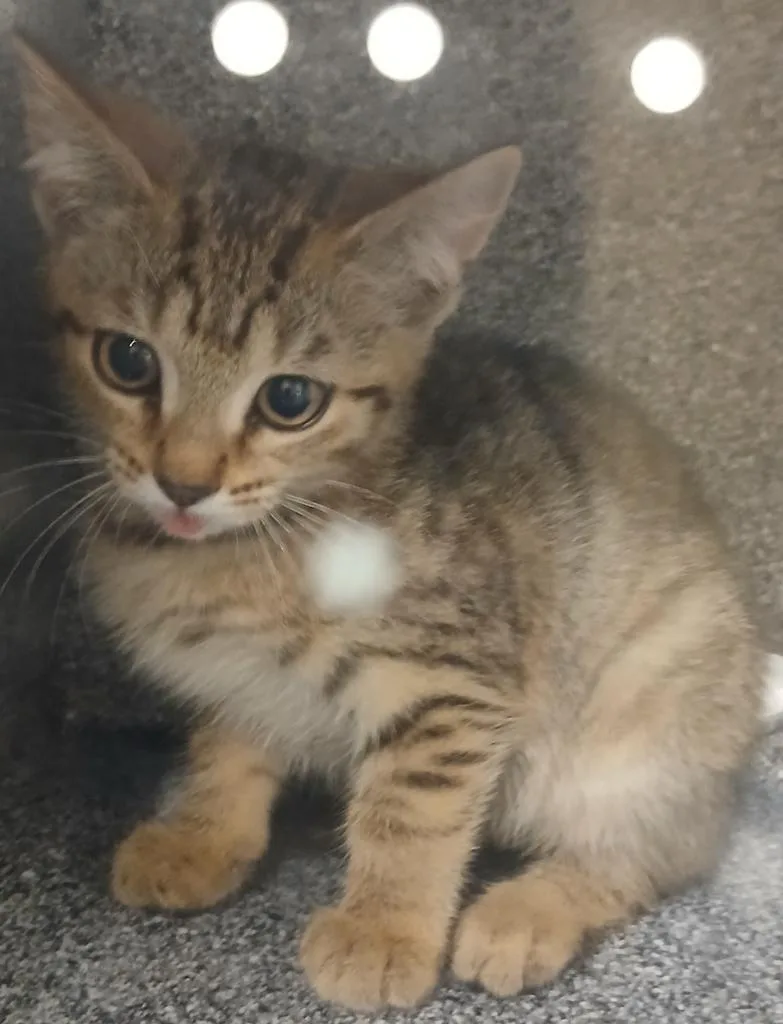 A baby large-sized female Domestic Short Hair cat named Cass for adoption in Greenfield, IN