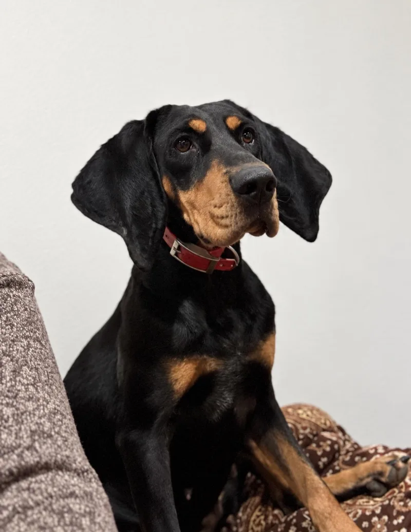 An adult medium-sized female Black and Tan Coonhound dog named Holly for adoption in Fertile, MN