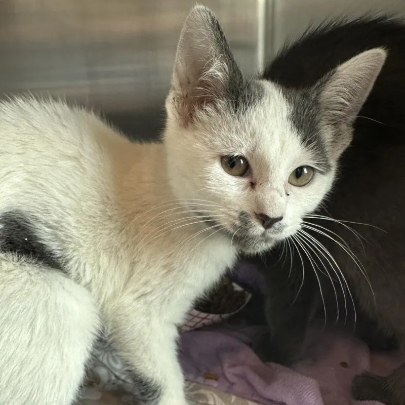 A baby small-sized male Gray / Blue / Silver Domestic Short Hair cat named Grimey for adoption in Matteson, IL