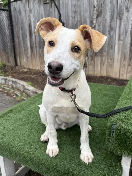 A young medium-sized male Retriever dog named Crema for adoption in Washington, DC
