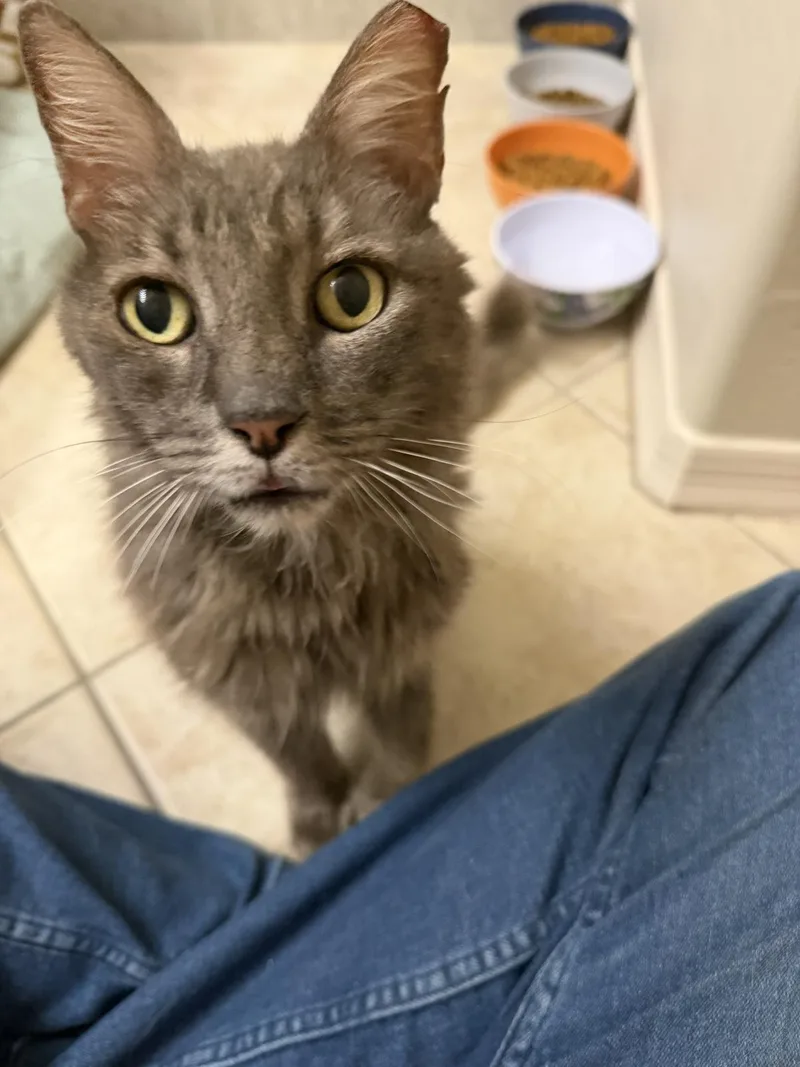 Señor Guapo
