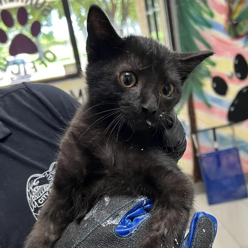 A baby small-sized male Black Domestic Short Hair cat named Atlas for adoption in Lufkin, TX