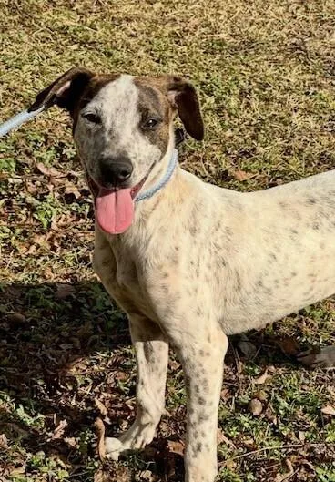 Pup Larry thumbnail 2