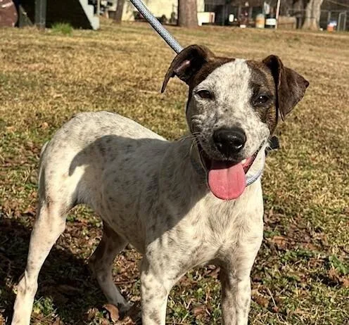 Pup Larry thumbnail 4