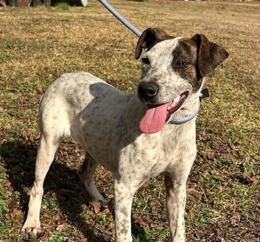 Pup Larry thumbnail 5