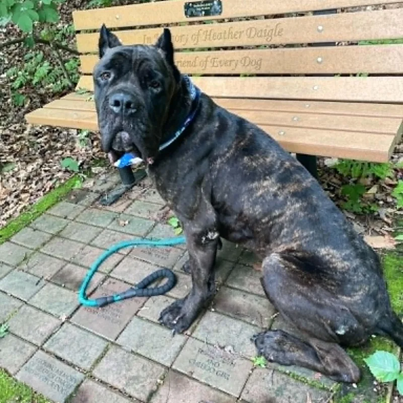 An adult extra large-sized male Black Cane Corso dog named Hamilton for adoption in Sunderland, MD