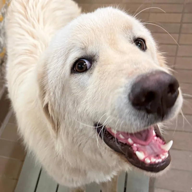 An adult large-sized male White / Cream Great Pyrenees dog named William for adoption in Birmingham, AL