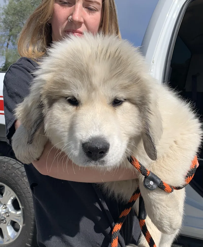 A baby large-sized female White / Cream Great Pyrenees dog named Keira for adoption in Grass Valley, CA
