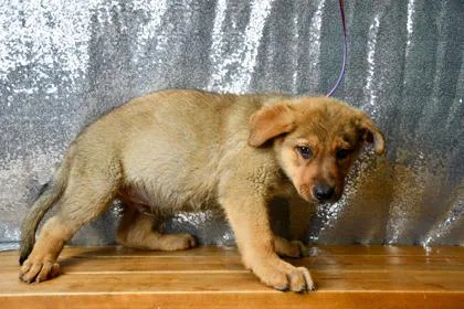 A baby large-sized male German Shepherd Dog dog named Trevor for adoption in Yakima, WA
