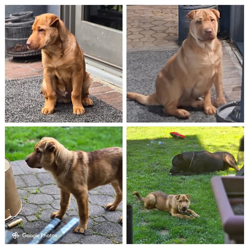 Rocco