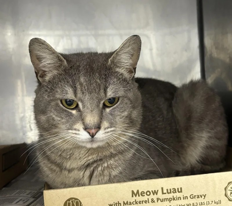 A young medium-sized male Tabby (Gray / Blue / Silver) Domestic Short Hair cat named Gage for adoption in North Haven, CT