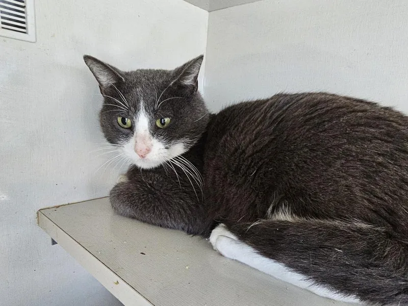 An adult large-sized male Gray & White Domestic Short Hair cat named London for adoption in Bossier City, LA