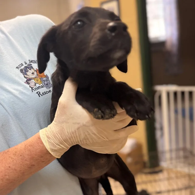A young medium-sized female Black Labrador Retriever dog named Daffodil for adoption in Lucedale, MS