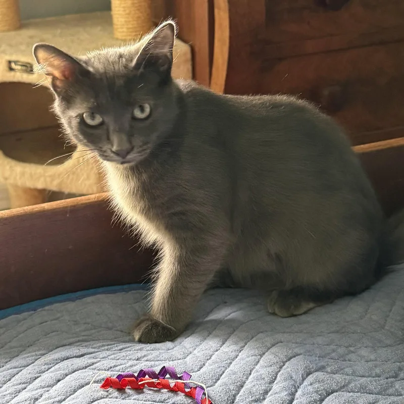 A baby medium-sized male Russian Blue cat named Mossimo for adoption in Garland, TX