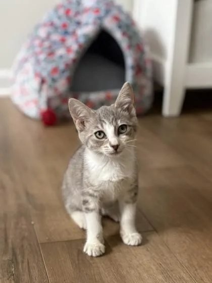 A baby small-sized female Domestic Short Hair cat named Orange for adoption in West Chester, PA