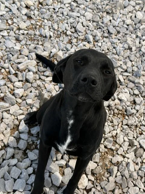 A young medium-sized female Black Mixed Breed dog named Dee for adoption in New Roads, LA