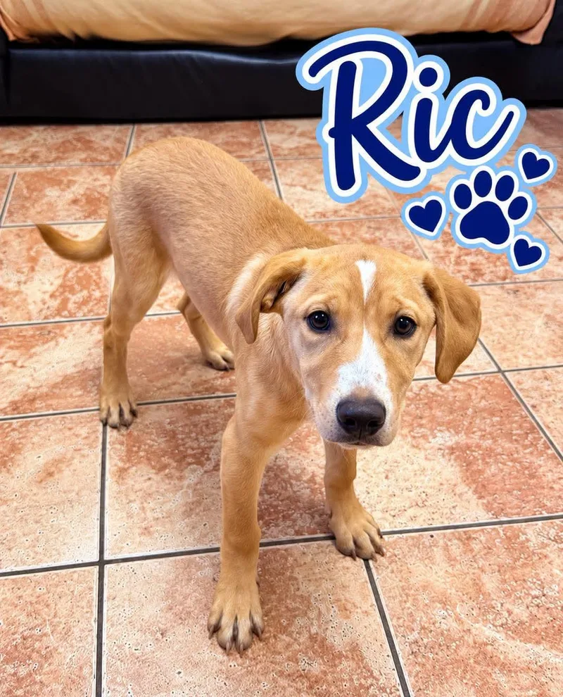 A young medium-sized male Labrador Retriever dog named Ric Flair for adoption in Rock Hill, NY