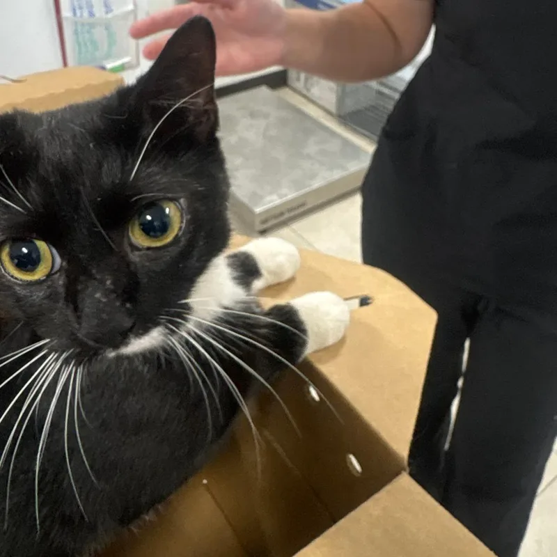 An adult medium-sized female Black Domestic Short Hair cat named Peppa for adoption in Newark, NJ