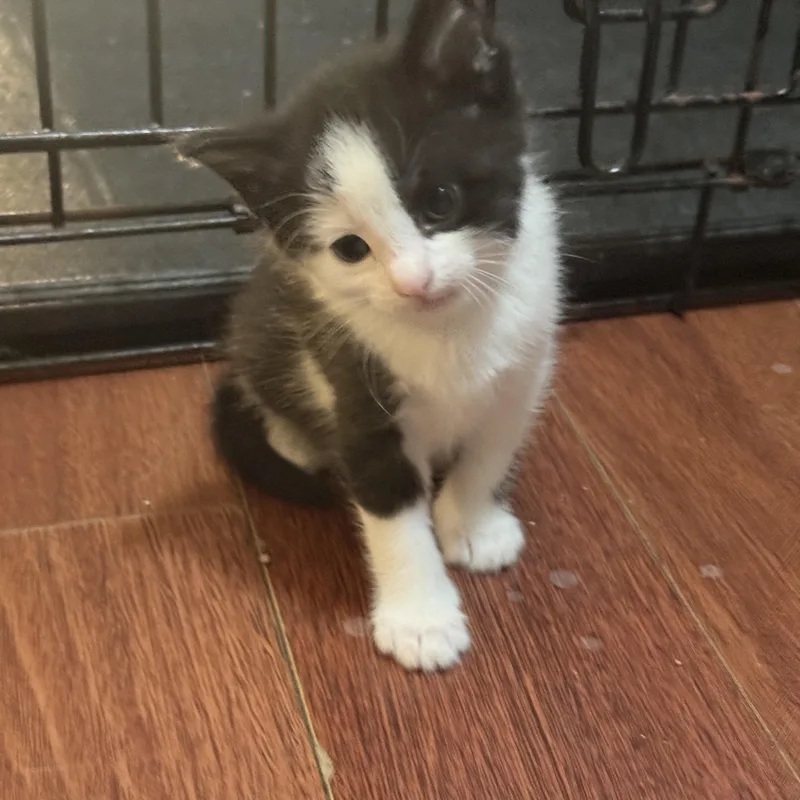 A baby small-sized female Black & White / Tuxedo American Shorthair cat named Rollins for adoption in GALESVILLE, WI