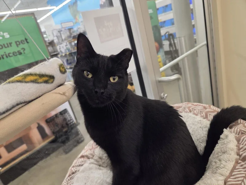 An adult medium-sized male Black Domestic Short Hair cat named Chester for adoption in Smithtown, NY