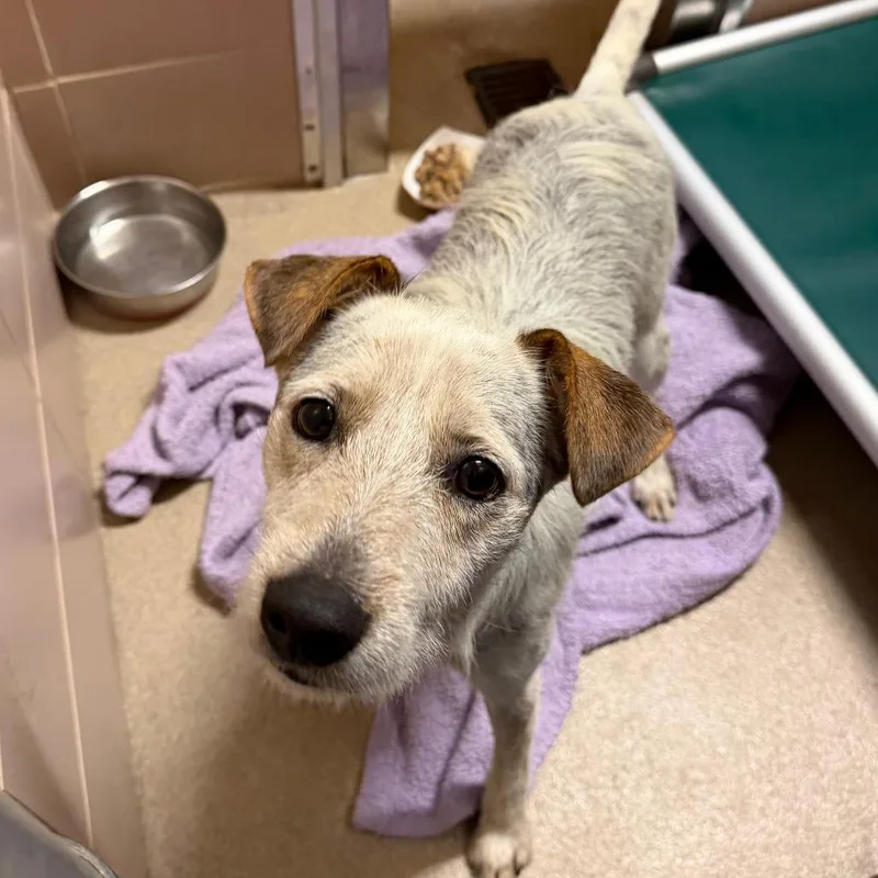 A young medium-sized male White / Cream Mixed Breed dog named Dingo for adoption in Waukesha, WI