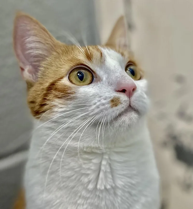 Venus: Visit At Petsmart thumbnail 2