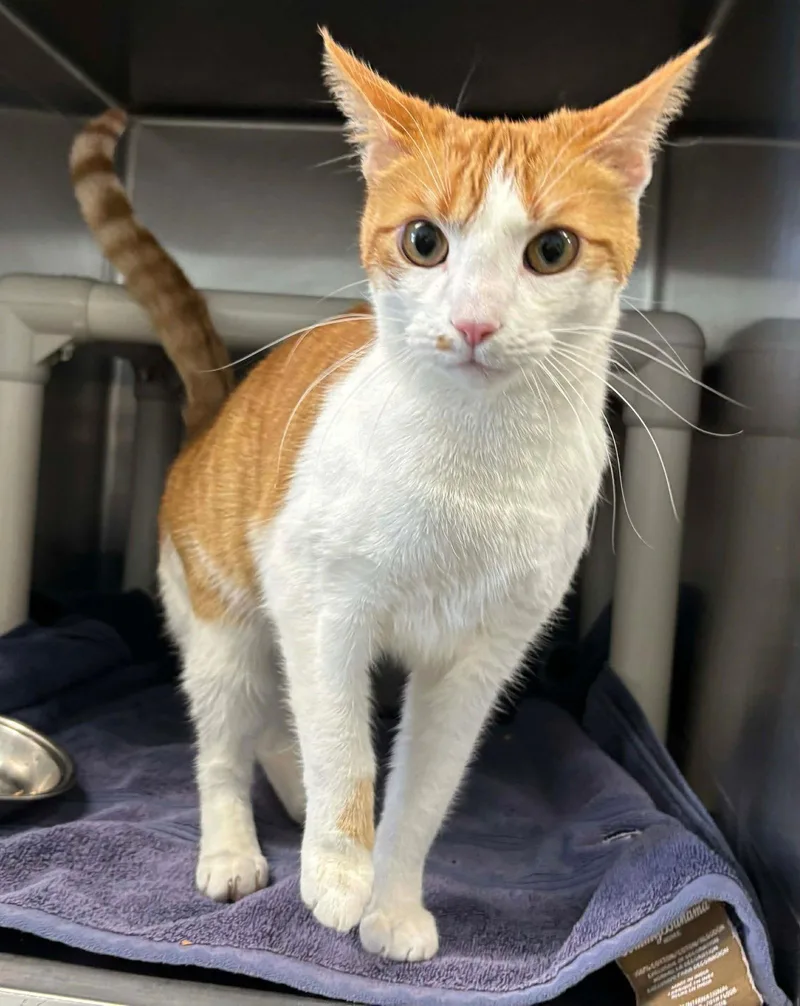 Venus: Visit At Petsmart thumbnail 3