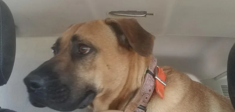 An adult large-sized male Red / Chestnut / Orange Black Mouth Cur dog named Romeo for adoption in Ventura, CA