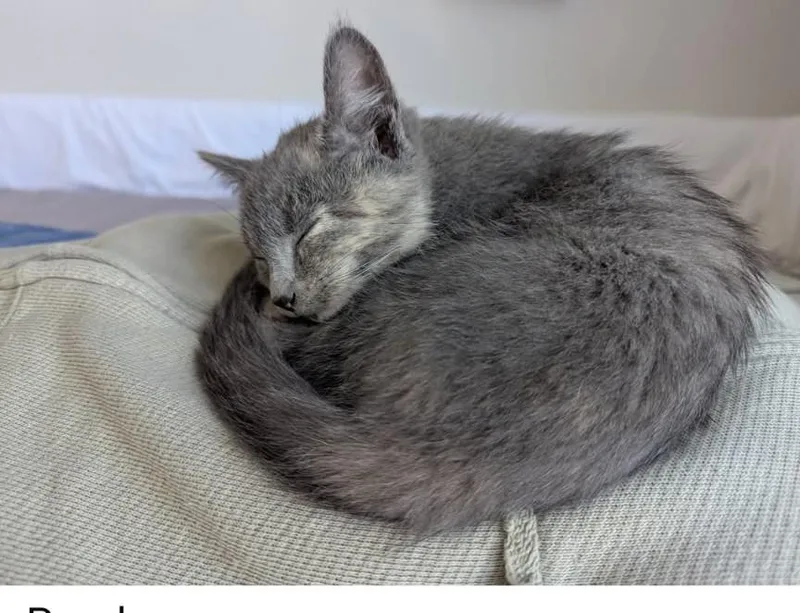 A baby small-sized female Domestic Short Hair cat named Flamenco for adoption in Minneapolis, MN