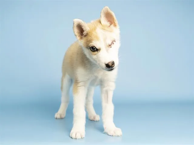 A baby small-sized male Husky dog named Squiggy for adoption in Phoenix, AZ