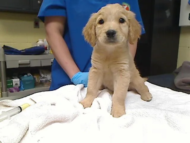 A baby large-sized male Poodle dog named Funshine Bear for adoption in Cookeville, TN