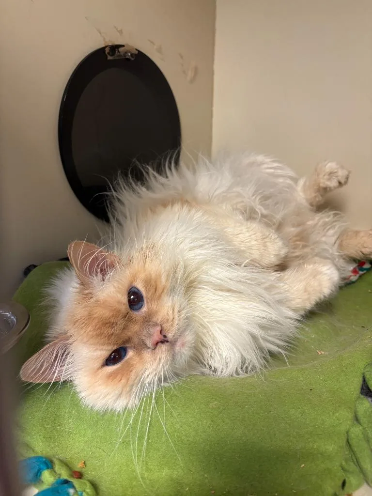 Oliver Fluff