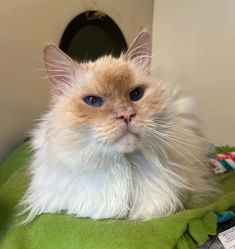 Oliver Fluff thumbnail 2