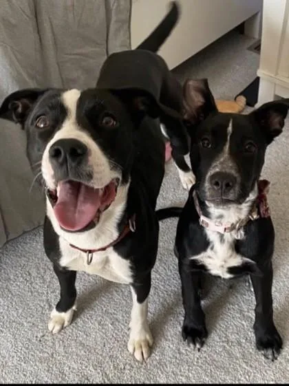 An adult medium-sized female Black Pit Bull Terrier dog named Tesla for adoption in Kansas City, MO