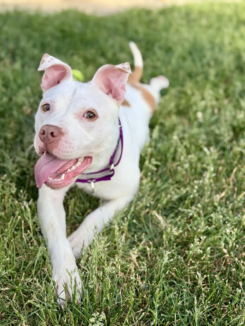 A young medium-sized female Pit Bull Terrier dog named Samira for adoption in Muskego, WI
