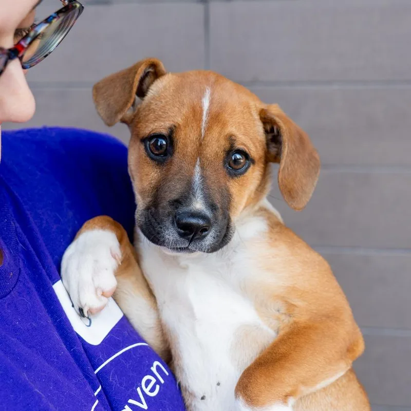 A baby medium-sized female Cattle Dog dog named Blackberry for adoption in New York, NY