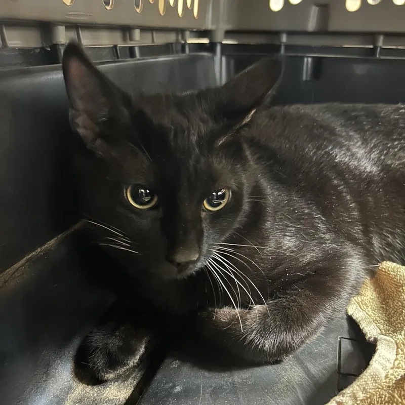 A young small-sized male Black Domestic Short Hair cat named Tony for adoption in Hemet, CA