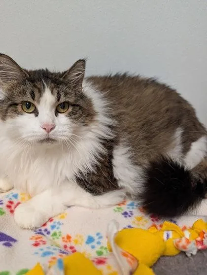 An adult extra large-sized female Tabby (Brown / Chocolate) Domestic Medium Hair cat named Demeka for adoption in Rochester, MN
