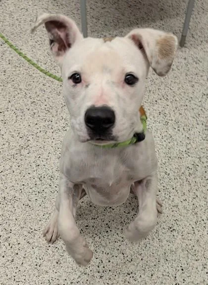 A young medium-sized male Mixed Breed dog named Wilson for adoption in Atlanta, GA