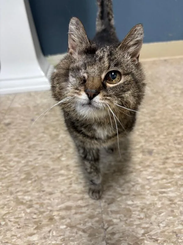 An adult medium-sized female Domestic Short Hair cat named Iris for adoption in Warren, PA