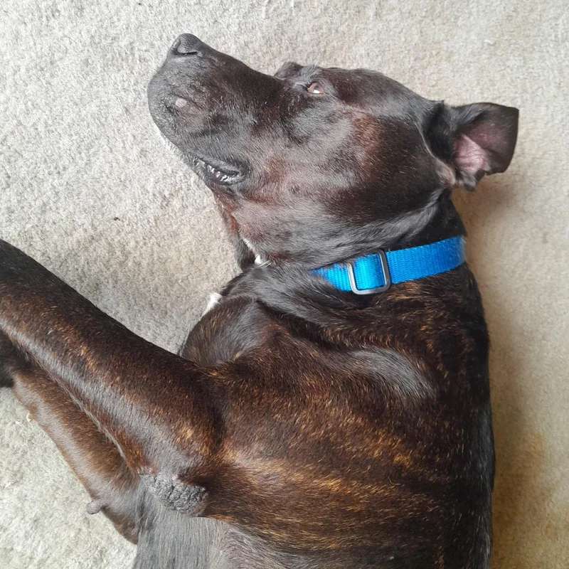 A senior large-sized female Pit Bull Terrier dog named Molly for adoption in Plano, TX