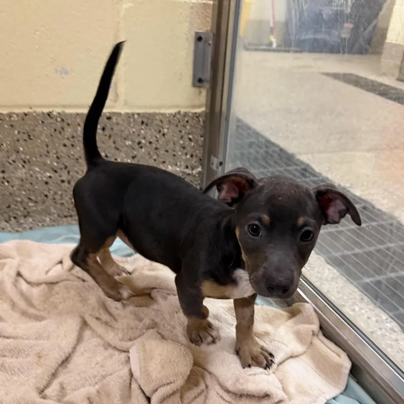 A baby small-sized female Gray / Blue / Silver Mixed Breed dog named Bard for adoption in Pensacola, FL