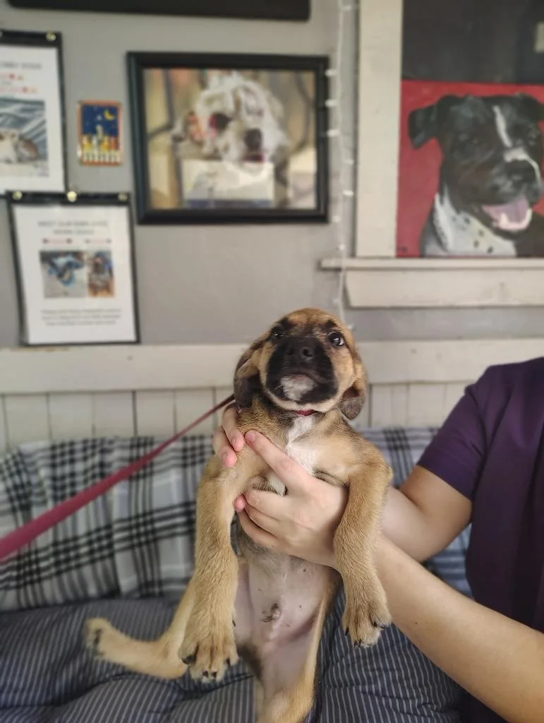 A baby medium-sized male Terrier dog named Sound Pups for adoption in Fort Worth, TX