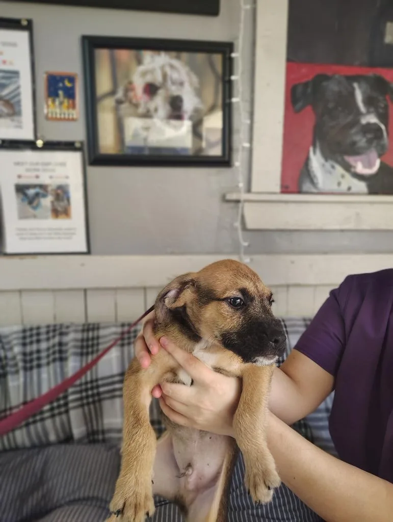 Sound Pups thumbnail 2