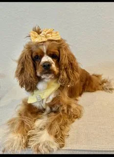 An adult small-sized female Golden Cocker Spaniel dog named Zuzu for adoption in Miami, FL