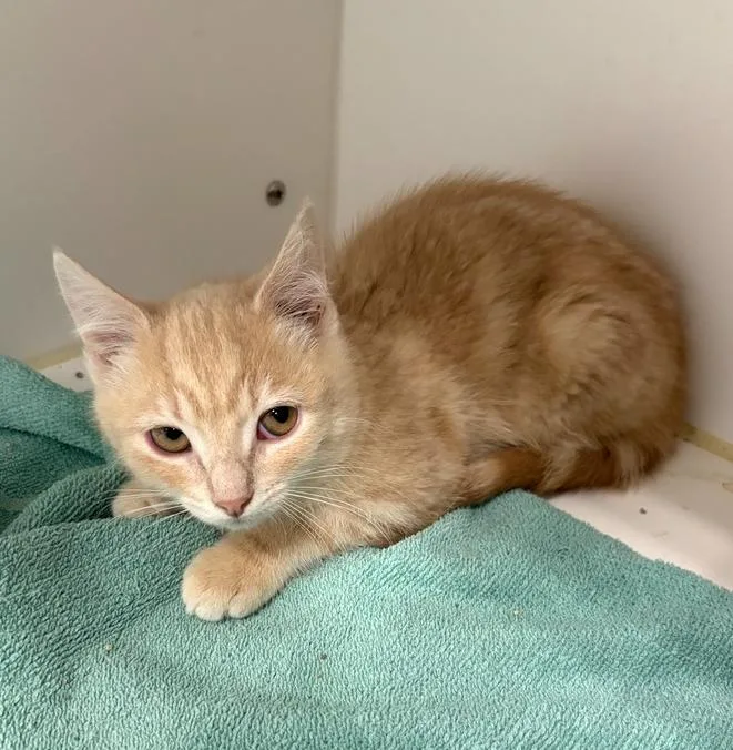 A baby small-sized male Domestic Short Hair cat named Randall for adoption in Rochester, IN