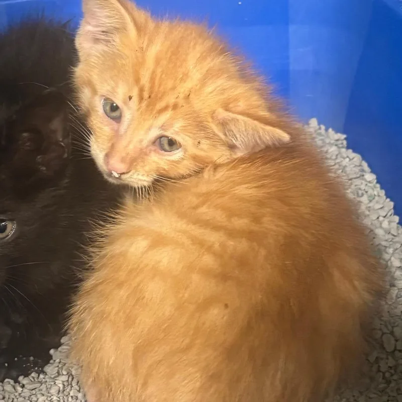 A baby small-sized male Orange / Red Domestic Short Hair cat named Cheese for adoption in Brookfield, MO