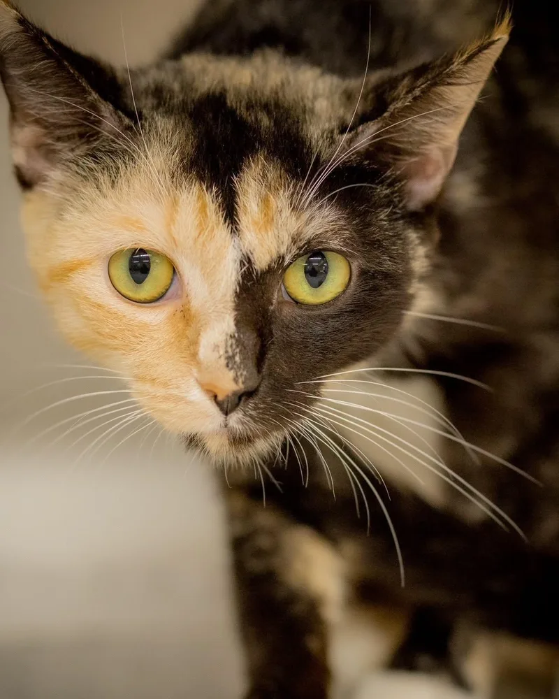 A young medium-sized female Brown / Chocolate Domestic Short Hair cat named Santitas for adoption in Bridgeport, CT