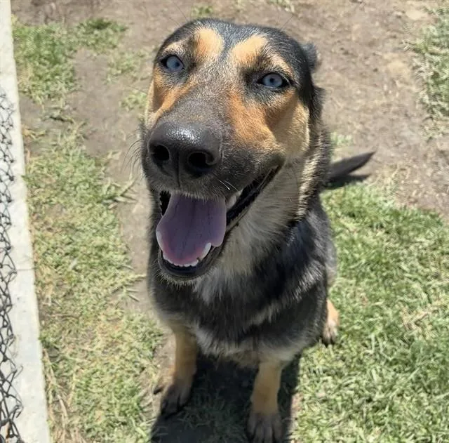 A young large-sized female German Shepherd Dog dog named Sierra for adoption in Riverside, CA