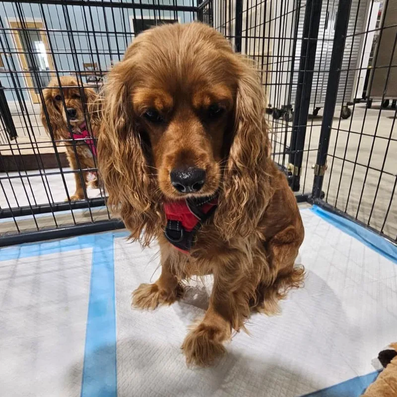 An adult medium-sized female Golden Cocker Spaniel dog named Nala for adoption in Harlingen, TX